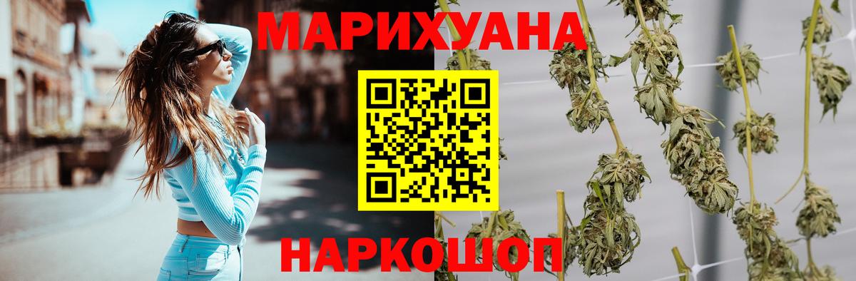 Каннабис планчик Губкинский